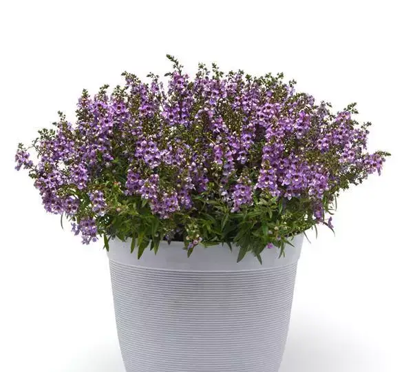 Ангелония Серена Голубая - Angelonia angustifolia Serena Blue - Фото №4