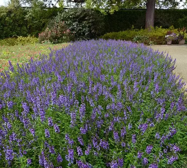 Ангелония Серена Голубая - Angelonia angustifolia Serena Blue - Фото №5