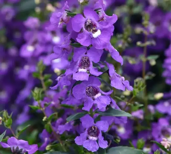 Ангелония Серена Голубая - Angelonia angustifolia Serena Blue - Фото №1