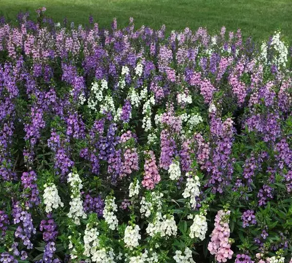 Ангелония Серена Смесь - Angelonia angustifolia Serena Mix - Фото №2