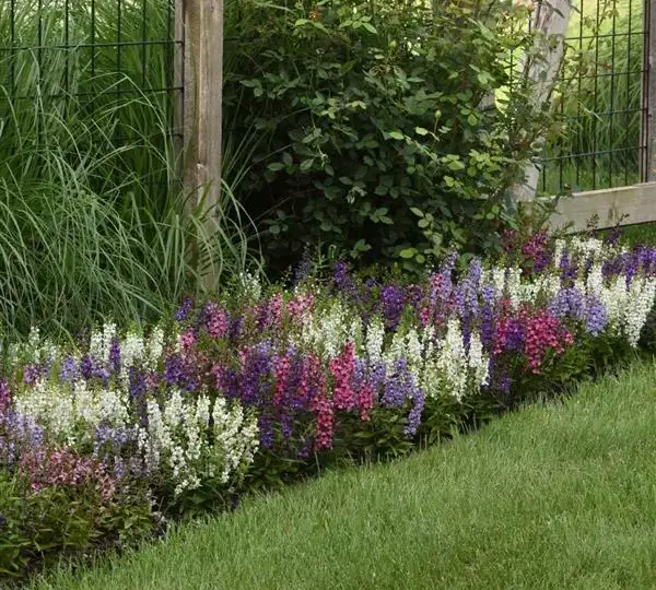 Ангелония Серена Смесь - Angelonia angustifolia Serena Mix - Фото №3