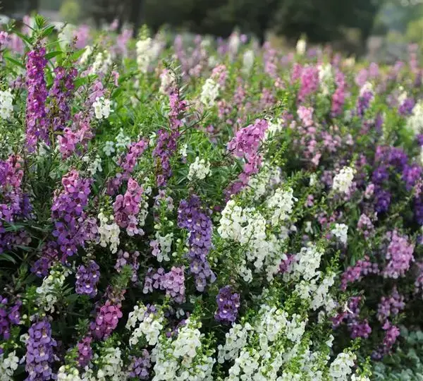 Ангелония Серена Смесь - Angelonia angustifolia Serena Mix - Фото №5