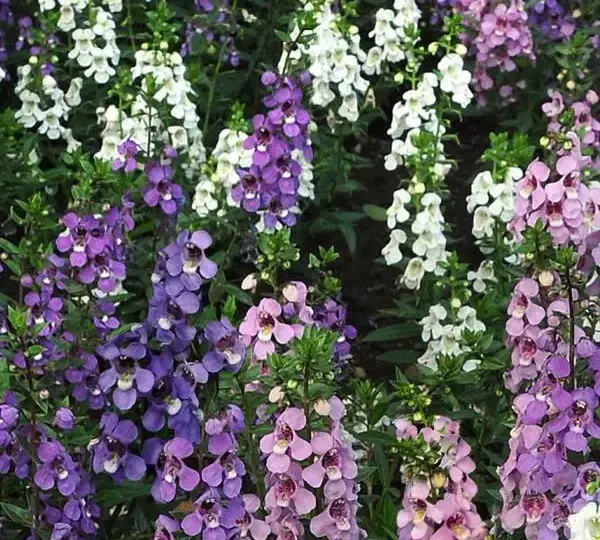 Ангелония Серена Смесь - Angelonia angustifolia Serena Mix - Фото №1