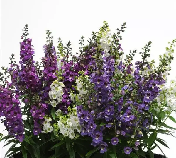 Ангелония Серена Водопад Смесь - Angelonia angustifolia Serena Mix Waterfall - Фото №3
