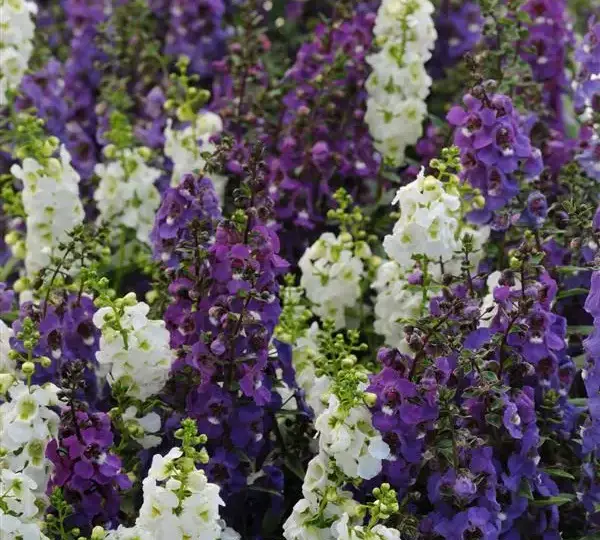 Ангелония Серена Водопад Смесь - Angelonia angustifolia Serena Mix Waterfall - Фото №1
