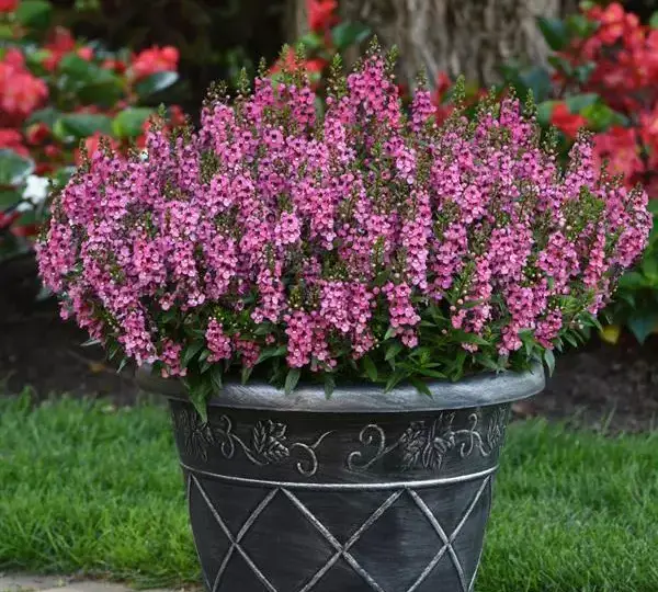 Ангелония Серена Розовая - Angelonia angustifolia Serena Rose - Фото №2
