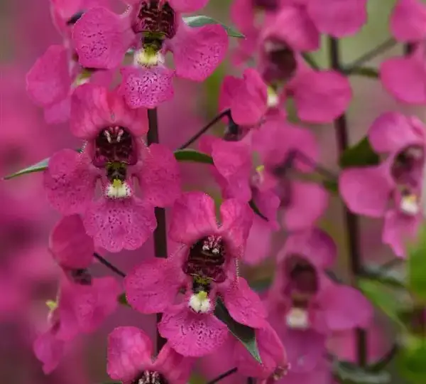 Ангелония Серена Розовая - Angelonia angustifolia Serena Rose - Фото №1