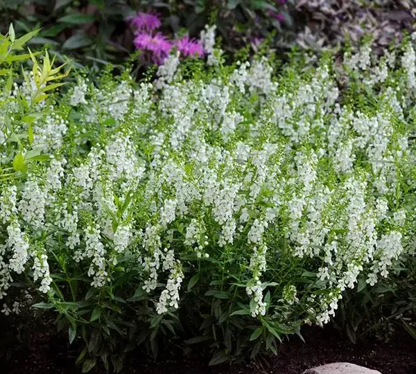Ангелония Серена Белая - Angelonia angustifolia Serena White - Фото №2