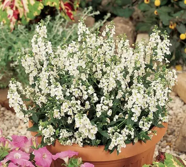 Ангелония Серена Белая - Angelonia angustifolia Serena White - Фото №4
