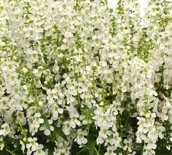 Ангелония Серена Белая - Angelonia angustifolia Serena White - Фото №1