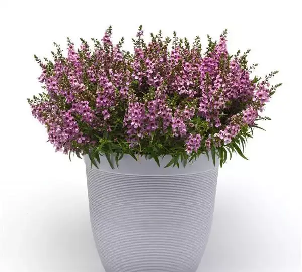 Ангелония Серенита Лаванда - Angelonia angustifolia Serenita Lavender - Фото №2