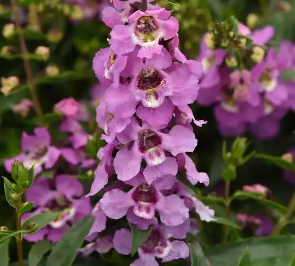 Ангелония Серенита Лаванда - Angelonia angustifolia Serenita Lavender - Фото №1