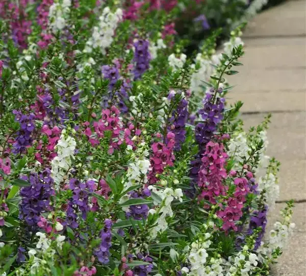 Ангелония Серенита Смесь - Angelonia angustifolia Serenita Mix) - Фото №2