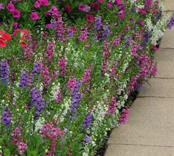 Ангелония Серенита Смесь - Angelonia angustifolia Serenita Mix) - Фото №3