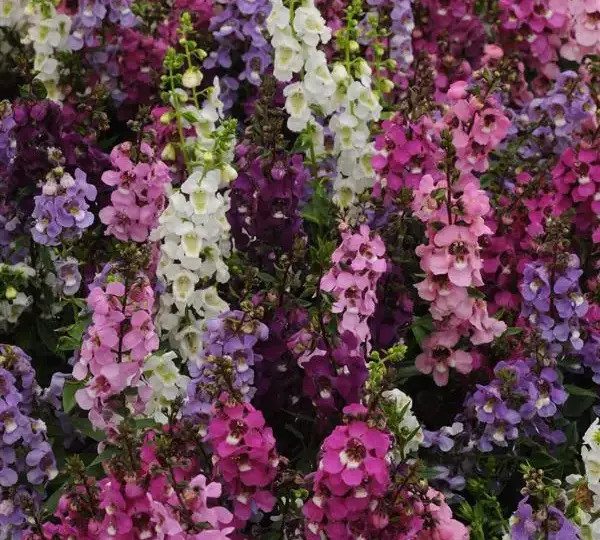 Ангелония Серенита Смесь - Angelonia angustifolia Serenita Mix) - Фото №1