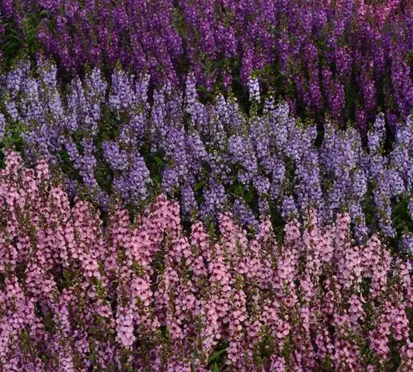 Ангелония Серенита Розовая - Angelonia angustifolia Serenita Pink - Фото №2