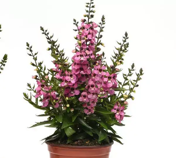 Ангелония Серенита Розовая - Angelonia angustifolia Serenita Pink - Фото №3