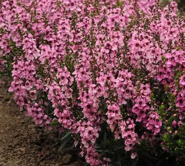 Ангелония Серенита Розовая - Angelonia angustifolia Serenita Pink - Фото №4