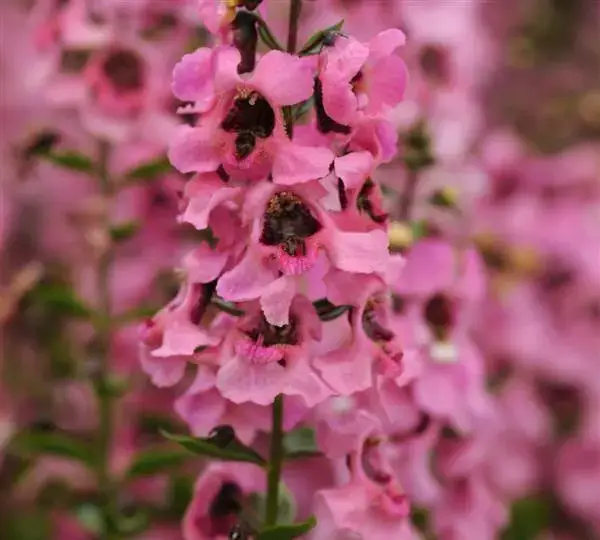 Ангелония Серенита Розовая - Angelonia angustifolia Serenita Pink - Фото №1