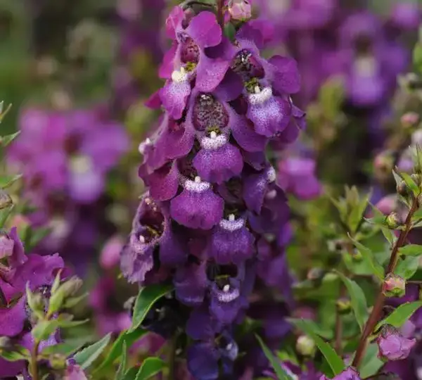 Ангелония Серенита Пурпурная - Angelonia angustifolia Serenita Purple - Фото №1