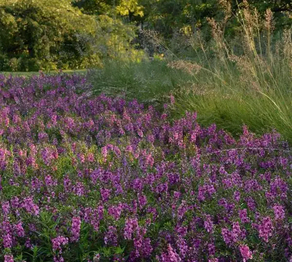 Ангелония Серенита Малина - Angelonia angustifolia Serenita Raspberry - Фото №2