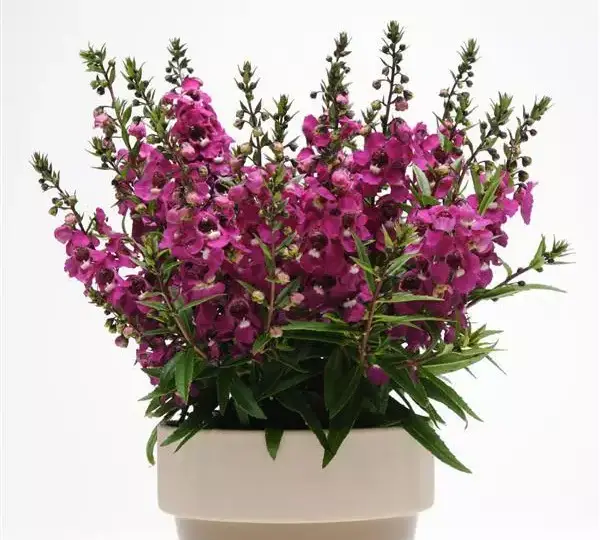 Ангелония Серенита Малина - Angelonia angustifolia Serenita Raspberry - Фото №3