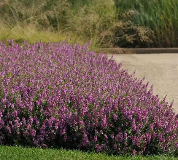 Ангелония Серенита Малина - Angelonia angustifolia Serenita Raspberry - Фото №4