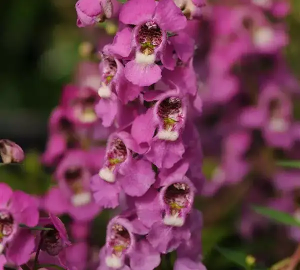 Ангелония Серенита Малина - Angelonia angustifolia Serenita Raspberry - Фото №1