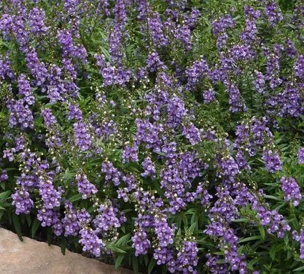 Ангелония Серенита Голубая - Angelonia angustifolia Serenita Sky Blue - Фото №2