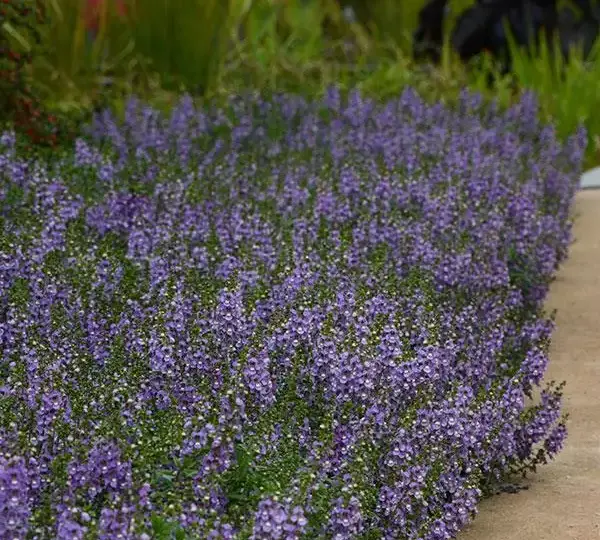 Ангелония Серенита Голубая - Angelonia angustifolia Serenita Sky Blue - Фото №3