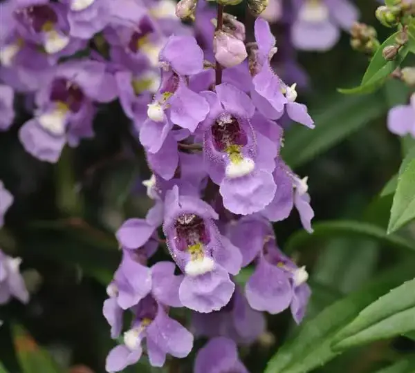 Ангелония Серенита Голубая - Angelonia angustifolia Serenita Sky Blue - Фото №1