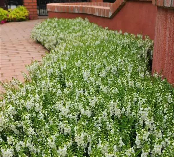 Ангелония Серенита Белая - Angelonia angustifolia Serenita White - Фото №2