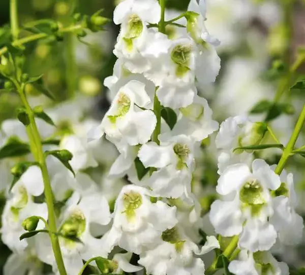 Ангелония Серенита Белая - Angelonia angustifolia Serenita White - Фото №1
