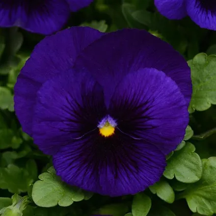 Анютины Глазки Матрикс Deep Blue Blotch -  Pansy Matrix Deep Blue Blotch - Фото №1