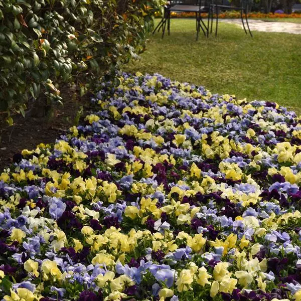 Виола крупноцветковая Spring Matrix Смесь Триколор -  Tricolor Mix, Viola x wittrockiana - Фото №2