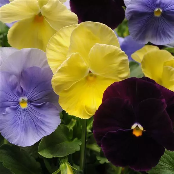 Виола крупноцветковая Spring Matrix Смесь Триколор -  Tricolor Mix, Viola x wittrockiana - Фото №1