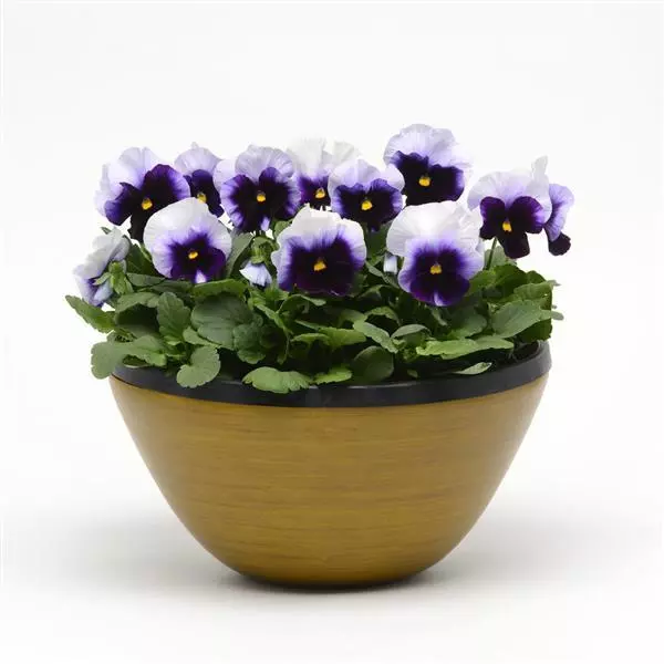 Виола крупноцветковая Spring Matrix Биконсфилд - Beaconsfield, Viola x wittrockiana) - Фото №2