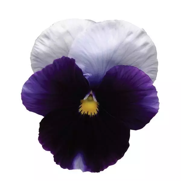 Виола крупноцветковая Spring Matrix Биконсфилд - Beaconsfield, Viola x wittrockiana) - Фото №1