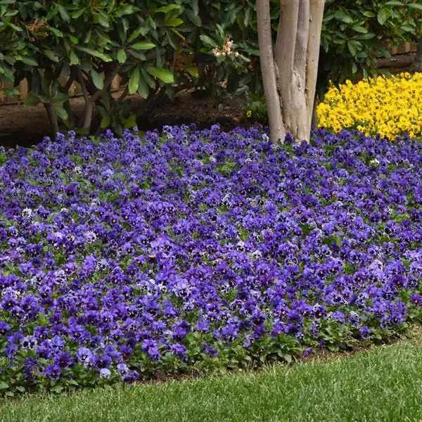 Виола крупноцветковая Frizzle Sizzle Blue - Blue, Viola x wittrockiana - Фото №2