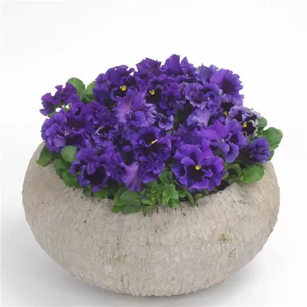 Виола крупноцветковая Frizzle Sizzle Blue - Blue, Viola x wittrockiana - Фото №3