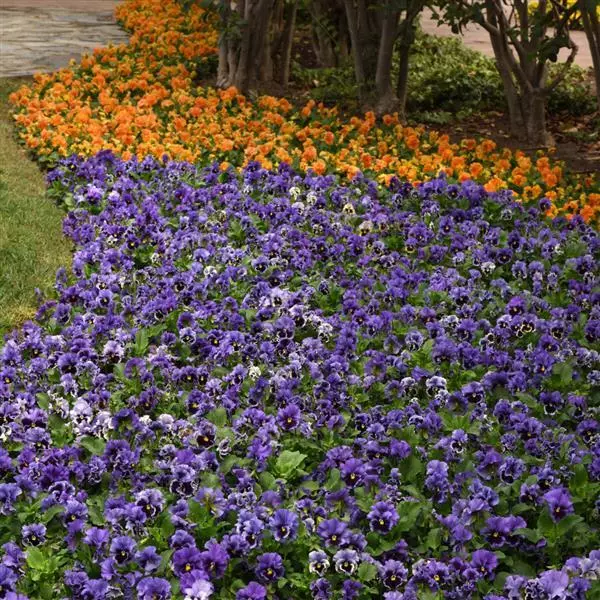 Виола крупноцветковая Frizzle Sizzle Blue - Blue, Viola x wittrockiana - Фото №4