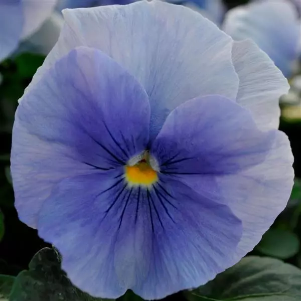Виола крупноцветковая Spring Matrix Синяя - Blue, Viola x wittrockiana - Фото №1