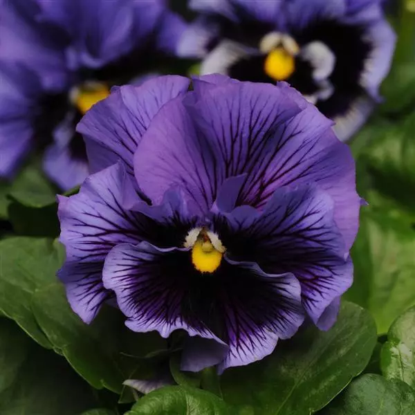 Виола крупноцветковая Frizzle Sizzle Blue - Blue, Viola x wittrockiana - Фото №1