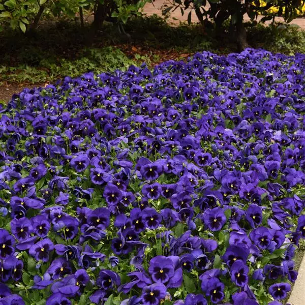 Виола крупноцветковая Spring Matrix Синяя с пятном - Blue Blotch, Viola x wittrockiana - Фото №2