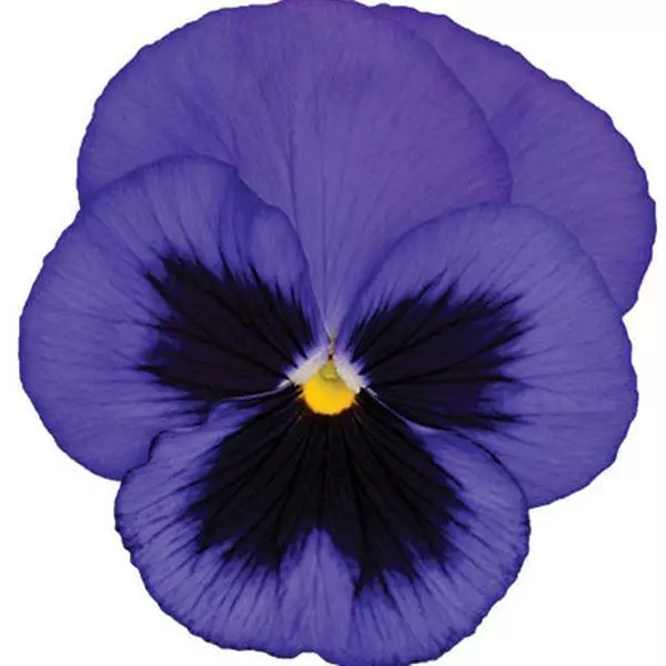 Виола крупноцветковая Spring Matrix Синяя с пятном - Blue Blotch, Viola x wittrockiana - Фото №1
