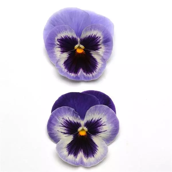 Виола крупноцветковая Spring Matrix Синяя с крыльями - Blue Wing, Viola x wittrockiana - Фото №1