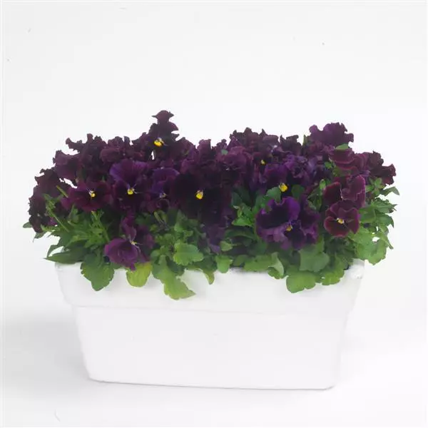 Виола крупноцветковая Frizzle Sizzle Burgundy - Burgundy, Viola x wittrockiana - Фото №2