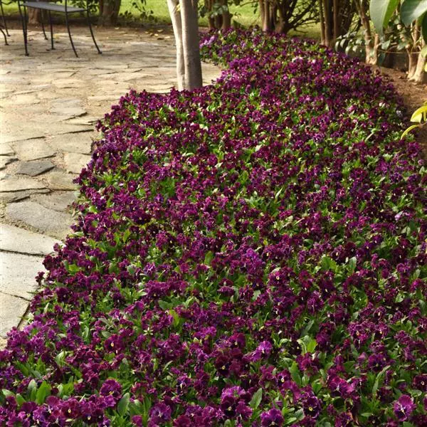 Виола крупноцветковая Frizzle Sizzle Burgundy - Burgundy, Viola x wittrockiana - Фото №3