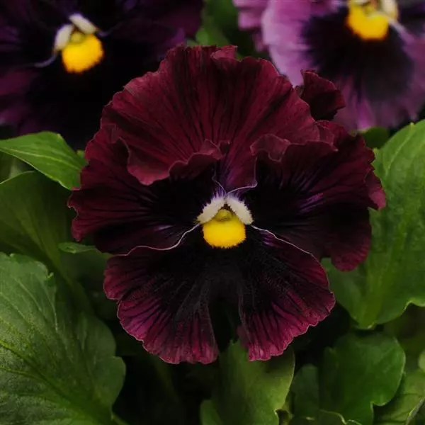 Виола крупноцветковая Frizzle Sizzle Burgundy - Burgundy, Viola x wittrockiana - Фото №1