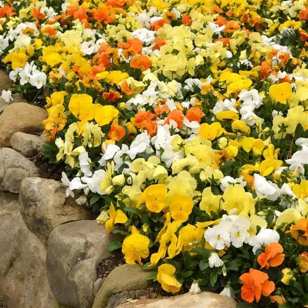 Виола крупноцветковая Spring Matrix Смесь Нарцисс - Daffodil Mix, Viola x wittrockiana - Фото №2